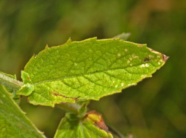 Una piantina davvero modesta - Mentha sp